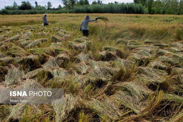 توزیع 75 تن بذر گواهی شده برنج در جویبار