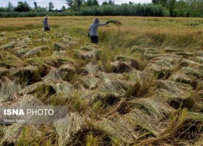 توزیع 75 تن بذر گواهی شده برنج در جویبار