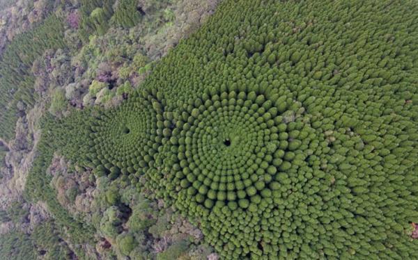 حلقه های حیرت انگیز درخت در ژاپن، نتیجه یک آزمایش نیم قرنی هستند و نه دخالت فرازمینی ها