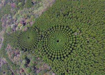 حلقه های حیرت انگیز درخت در ژاپن، نتیجه یک آزمایش نیم قرنی هستند و نه دخالت فرازمینی ها