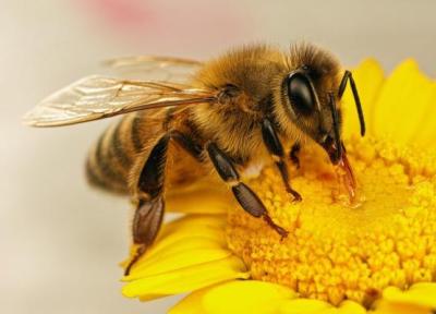 مقاله: تعبیر خواب زنبور، معنی نیش زدن زنبور در خواب چیست؟