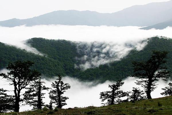 ورود جهانگرد به جنگل ابر به خاطر مقابله با کرونا ممنوع شد