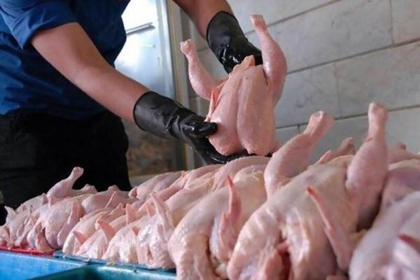 هر کیلو ران مرغ چند؟ ، جدیدترین قیمت مرغ در بازار